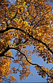 QUERCUS ROBUR,  ENGLISH OAK,  AUTUMN