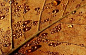 DEW DROPS RAIN ON LEAF SYCAMORE ACER PSEUDOPLATANUS