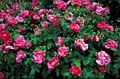 ROSA GALLICA OFFICINALIS SHRUB, ROSE