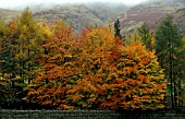 AUTUMN COLOURS OF FAGUS SYLVATICA FOREST