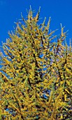 LARIX DECIDUA,  PINACEAE,  LARCH,  CONIFER,  SEMI CLOSE UP,  AUTUMN