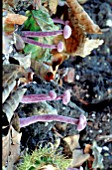 LACCARIA AMETHYSTEA,  AMETHYST DECEIVER,  EDIBLE.