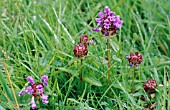 PRUNELLA VULGARIS (ALL HEAL,  SELFHEAL)