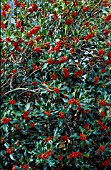 ILEX AQUIFOLIUM,   COMMON HOLLY,  WHOLE PLANT