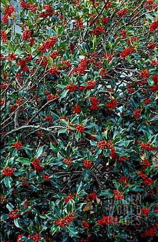 ILEX_AQUIFOLIUM___COMMON_HOLLY__WHOLE_PLANT