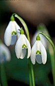 GALANTHUS NIVALIS