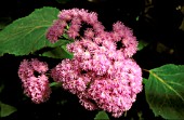 EUPATORIUM SORDIDUM,  (SYN. BARTLETTINA SORDIDA),  FLOWER