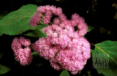 _EUPATORIUM_SORDIDUM__SYN_BARTLETTINA_SORDIDA__FLOWER