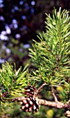 PINUS BANKSIANA, (CLOSE UP SHOWING CONES)