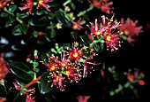 METROSIDEROS PERFORATA,  COLOURULFLOWERS ON A BRANCH