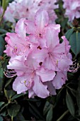 RHODODENDRON MRS E.C. STIRLING