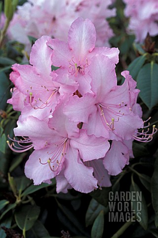 RHODODENDRON_MRS_EC_STIRLING