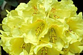 RHODODENDRON GOLDKRONE,  YELLOW, FLOWERS, CLOSE UP