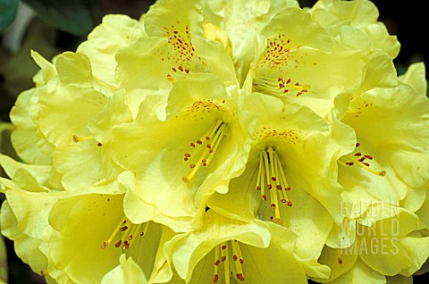 RHODODENDRON_GOLDKRONE__YELLOW_FLOWERS_CLOSE_UP