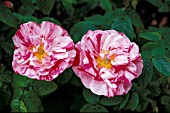 ROSA GALLICA VERSICOLOR SHRUB, ROSE