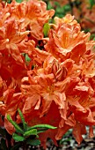 RHODODENDRON JAPONICUM,  ORANGE, FLOWERS, CLOSE UP