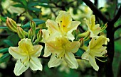 RHODODENDRON DAVIESII,  YELLOW, FLOWERS, CLOSE UP