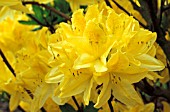 RHODODENDRON ANTHONY KOSTER,  YELLOW, FLOWERS, CLOSE UP