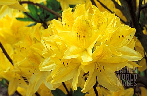 RHODODENDRON_ANTHONY_KOSTER__YELLOW_FLOWERS_CLOSE_UP