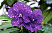 BRUNFELSIA PAUCIFLORA,  MACRANTHA.