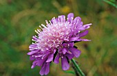 KNAUTIA ARVENSIS (FIELD SCABIOUS)