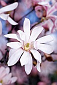 MAGNOLIA X LOEBNERI MERRIL