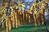 CARPINUS BETULUS