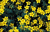 BIDENS FERULIFOLIA,  YELLOW FLOWERS CLOSE UP.