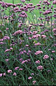 VERBENA BONARIENSIS,  PINK TINY FLOWERS ON LONG STEMS.