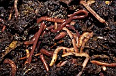 TIGER WORMS IN WORMERY
