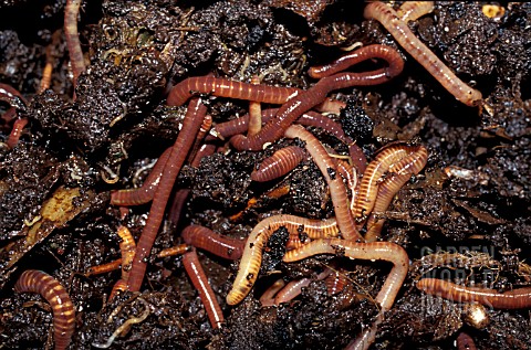 TIGER_WORMS_IN_WORMERY