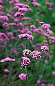 VERBENA BONARIENSIS,  PINK TINY FLOWERS ON LONG STEMS.