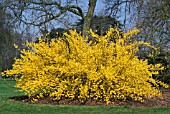 FORSYTHIA X INTERMEDIA