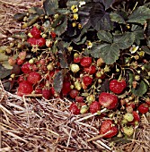 FRAGARIA RABUNDA, (STRAWBERRY RABUNDA)