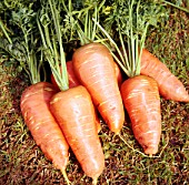 DAUCUS CAROTA SUBSP. SATIVUS CHANTENAY, (CARROT CHANTENAY)