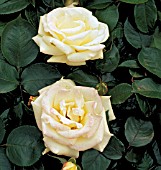 ROSA SILVER WEDDING, (ROSA POULARI)