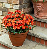 ROSA DARLING FLAME, IN TERRACOTTA POT