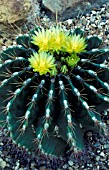 CACTUS,  FEROCACTUS ECHIDNE