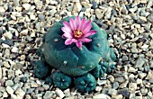 CACTUS,  LOPHOPHORA WILLIAMSII JOURDANIANA