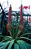 ALOE SPECIOSA,  PERENNIAL, SUCCULENT, RED, FLOWER, WHOLE, PLANT
