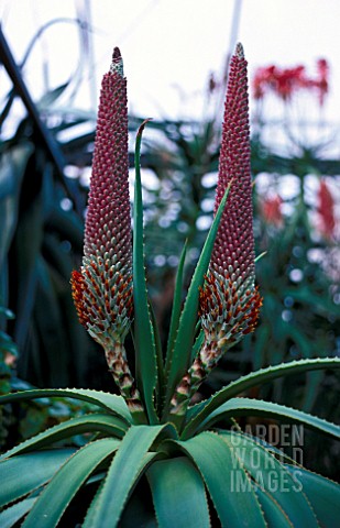 ALOE_SPECIOSA__PERENNIAL_SUCCULENT_RED_FLOWER_WHOLE_PLANT