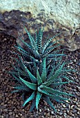 HAWORTHIA FASCIATA ZEBRA HAWORTHIA