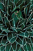 AGAVE VICTORIAE-REGINAE, (SYN. AGAVE FERDINANDI-REGIS)