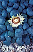 ALOINOPSIS SCHOONEESII,  PERENNIAL, SUCCULENT, CREAM, FLOWER, WHOLE, PLANT