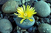 LITHOPS PSEUDOTRUNCATELLA,  LIVING STONE