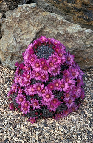 CACTUS_MAMMILLARIA_ZEILMANNIANA