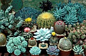 CACTI AND SUCCULENT COLLECTION