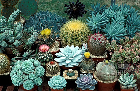 CACTI_AND_SUCCULENT_COLLECTION