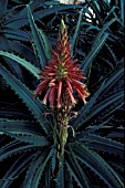 ALOE ARBORESCENS VARIEGATA,  PERENNIAL, SUCCULENT, RED, FLOWER, WHOLE, PLANT