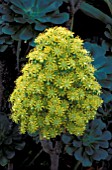 AEONIUM ARBOREUM,  YELLOW, FLOWERS